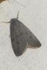 Apaidia mesogona